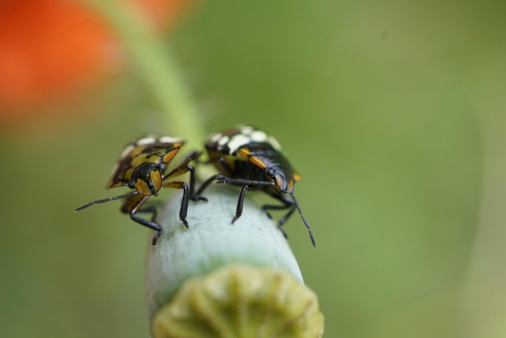 Simracing Einsteiger vermeidet häufige Setup Fehler für besseres Fahrverhalten